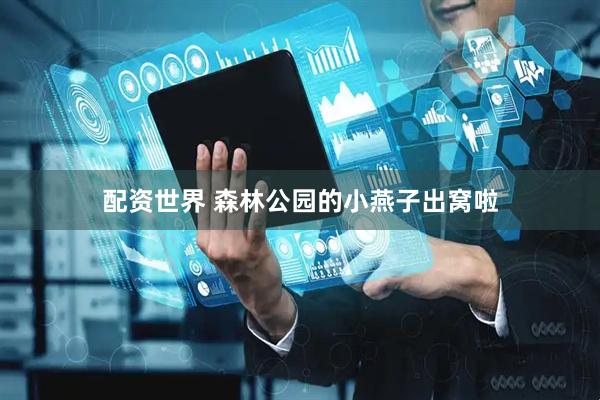 配资世界 森林公园的小燕子出窝啦